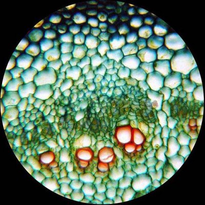  40X To 2500X Binocular Compound Microscope With Digital Camera And Interactive Software - AmScope