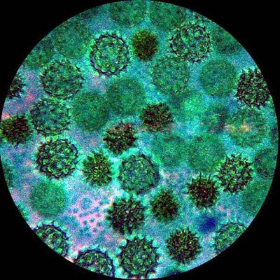  Portable 40X-1000X Magnification Monocular Student Microscope - AmScope