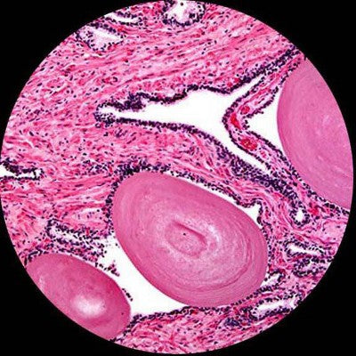  Portable 40X-1000X Magnification Monocular Student Microscope - AmScope