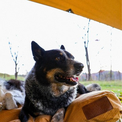  WHITE DUCK Sunshade Tarp – DYNATEK Canvas Outdoor Shelter With Poles, Ropes & Carry Bag – Water-Repellent, Weatherproof Shade Cover